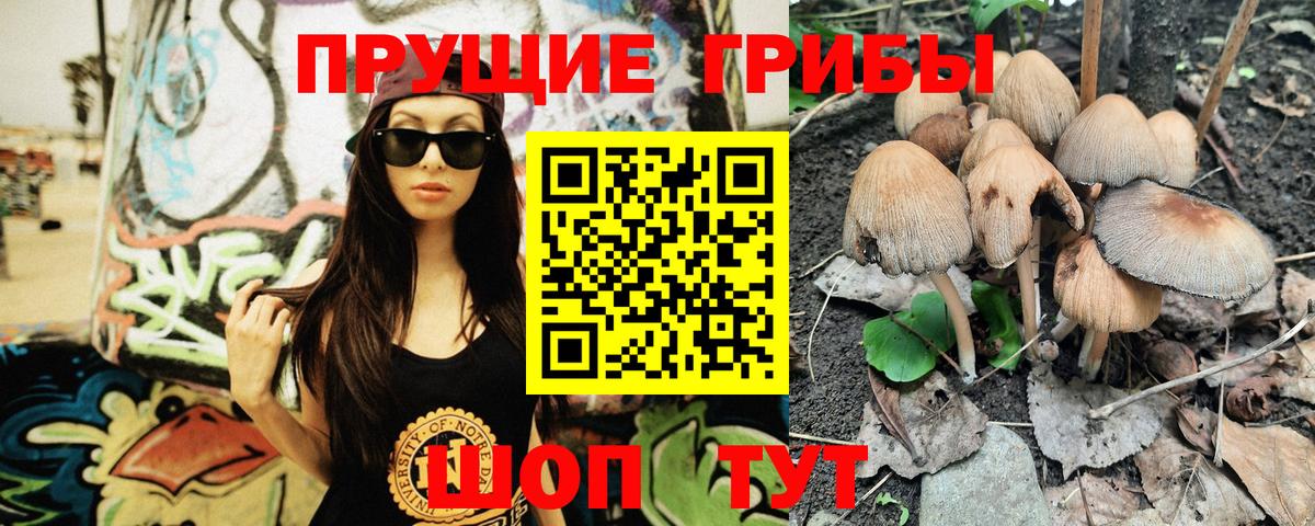 Псилоцибиновые грибы Psilocybe Черногорск